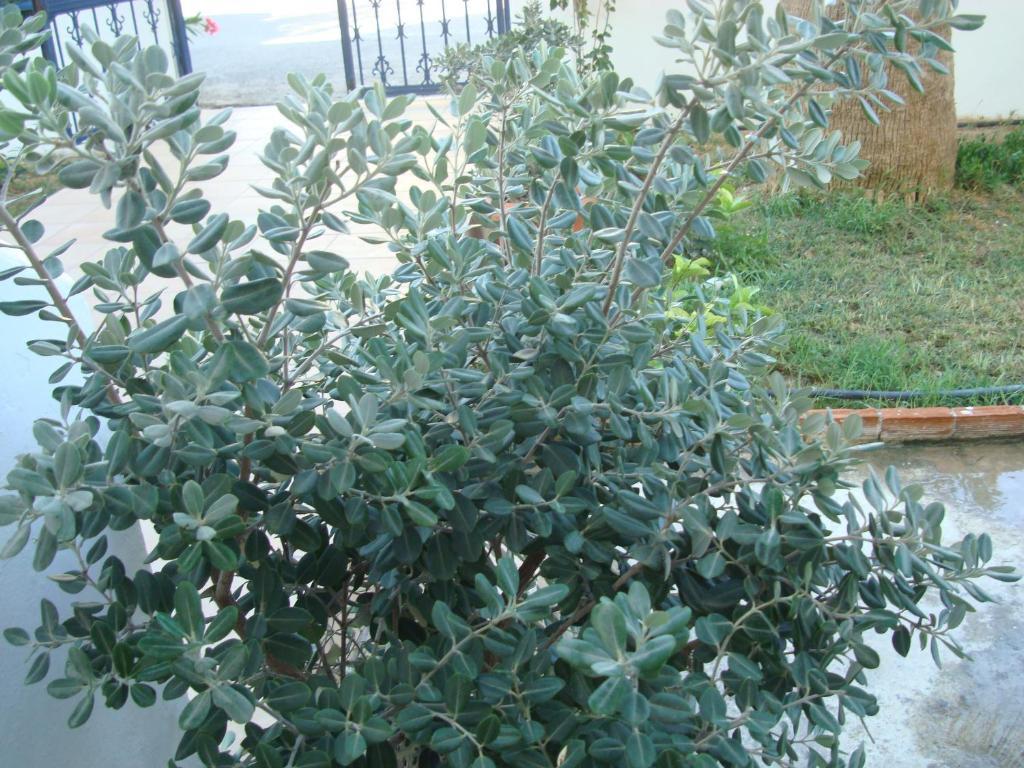 Kardamena  Philippos Studios & Apartments מראה חיצוני תמונה