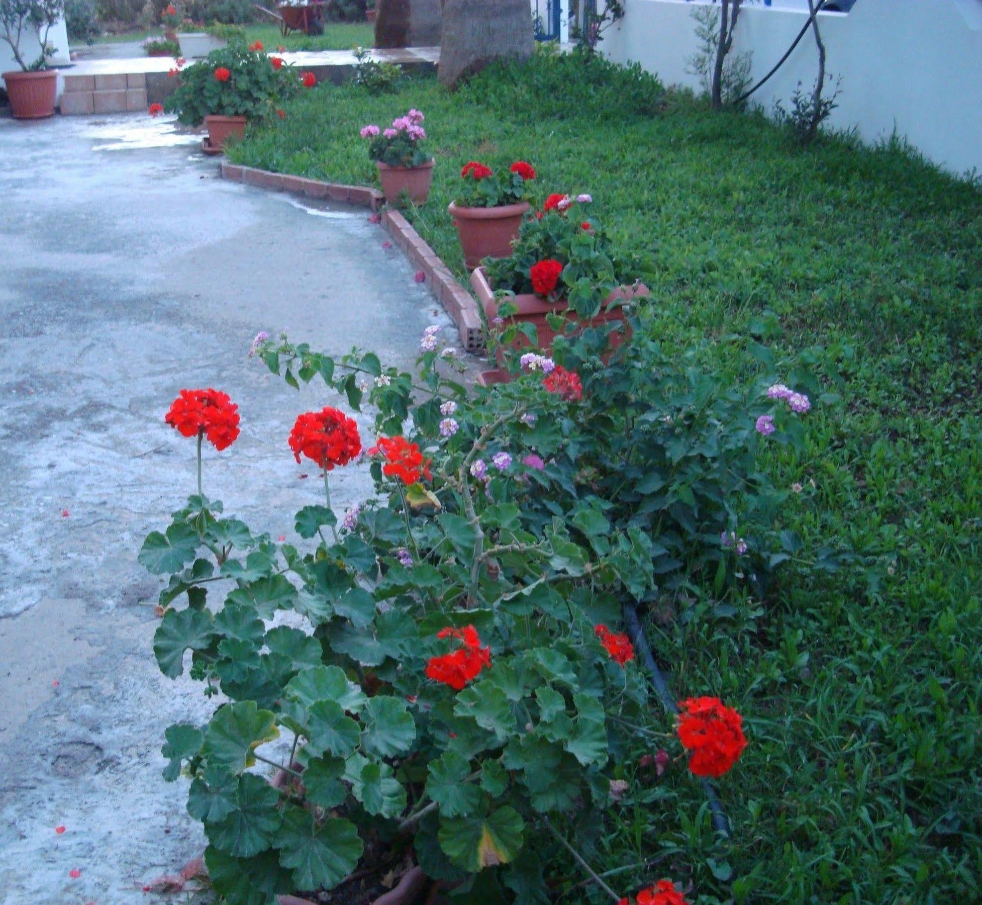 Kardamena  Philippos Studios & Apartments מראה חיצוני תמונה